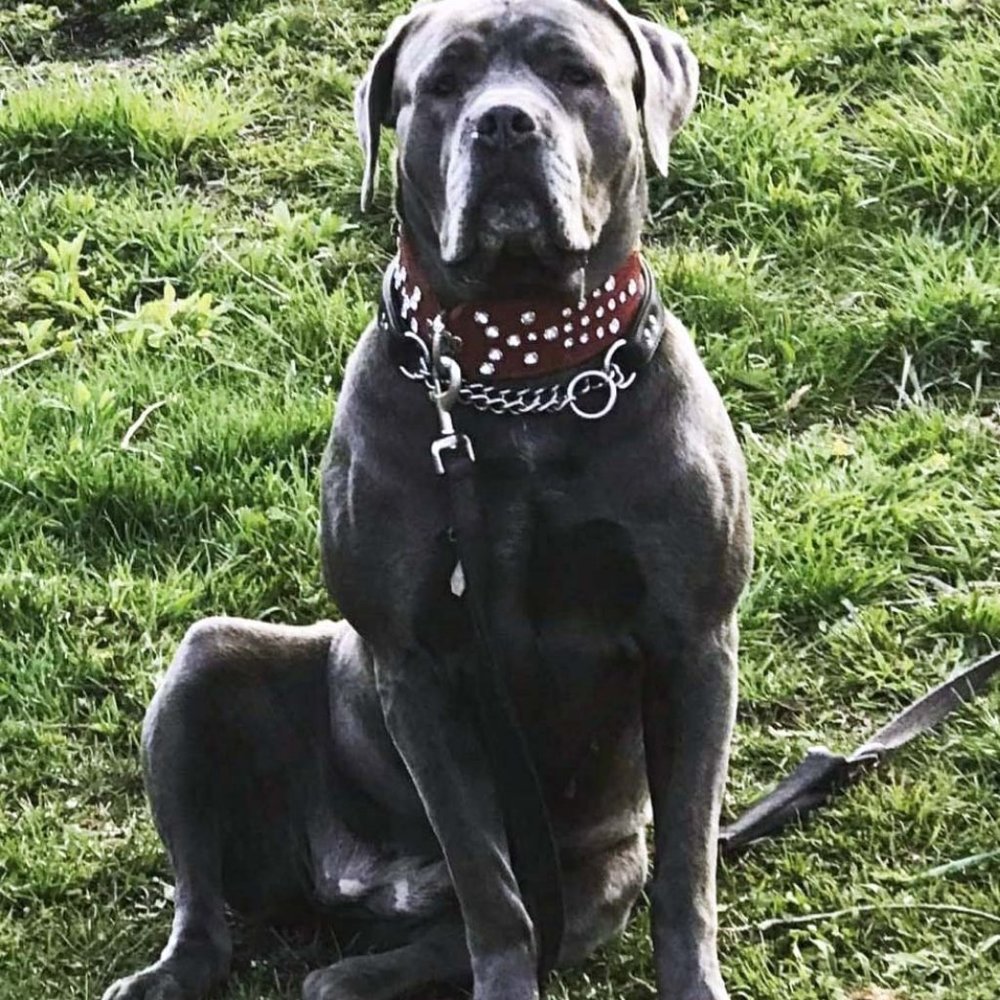 Custom Pet Collars - Picture 8 of 8